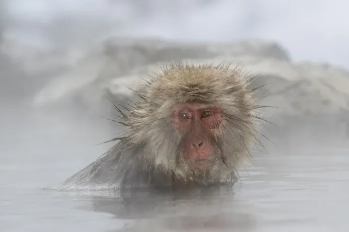 Framed Print : Snow monkeys wintering in Nagano, Japan Framed Print : Snow monkeys wintering in Nagano, Japan