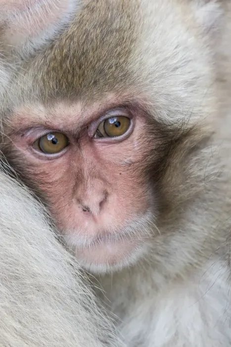 Framed Print : Snow monkeys wintering in Nagano, Japan