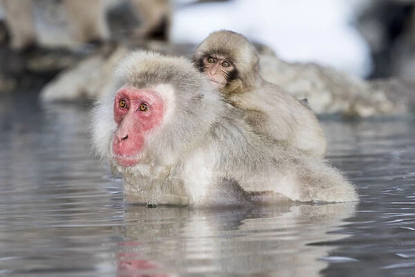 Snow monkeys wintering in Nagano, Japan