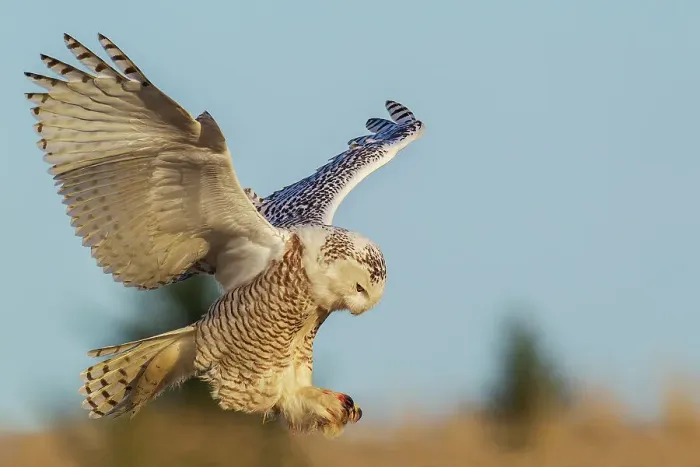 Framed Print : Snow owl alighting, Western Washington State, USA