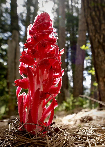 Snow plant, Yosemite National Park, California
