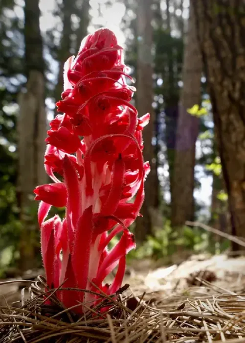Framed Print : Snow plant, Yosemite National Park, California