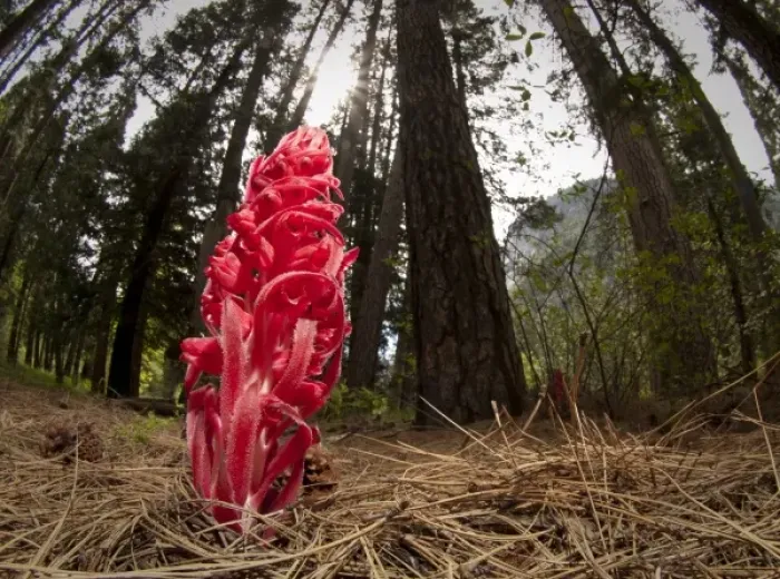 Framed Print : Snow plant, Yosemite National Park, California Framed Print : Snow plant, Yosemite National Park, California
