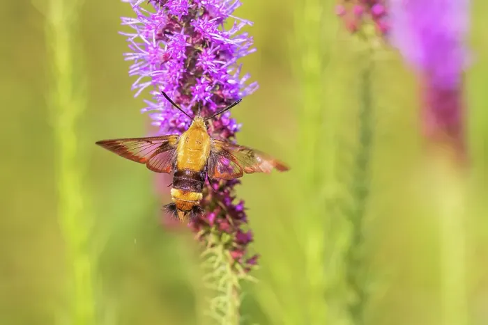 Framed Print : Snowberry clearwing moth on prairie blazing star, Effingham County, Illinois Framed Print : Snowberry clearwing moth on prairie blazing star, Effingham County, Illinois