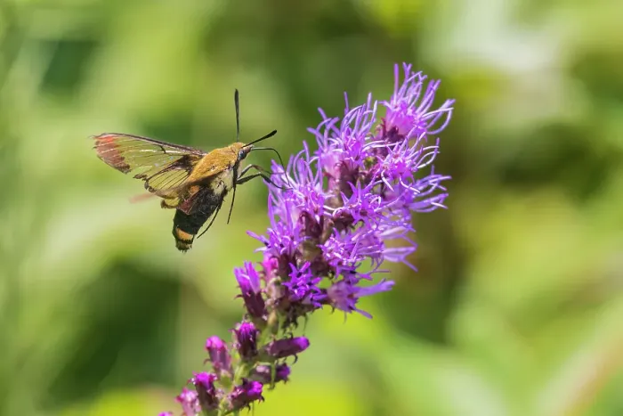 Framed Print : Snowberry Clearwing at Prairie Blazing Star, Effingham County, Illinois Framed Print : Snowberry Clearwing at Prairie Blazing Star, Effingham County, Illinois