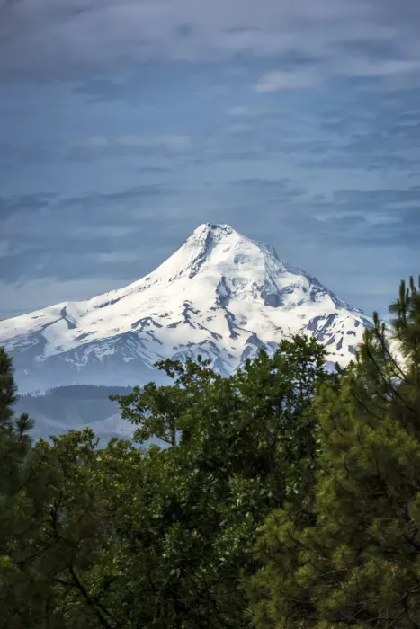Framed Print : Snowcapped Mt. Jefferson framed by trees in the foreground Framed Print : Snowcapped Mt. Jefferson framed by trees in the foreground