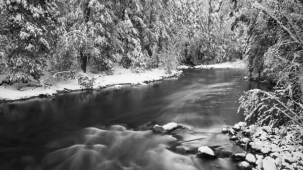 Snowdusted pines along the Merced River, Yosemite National Park, California USA