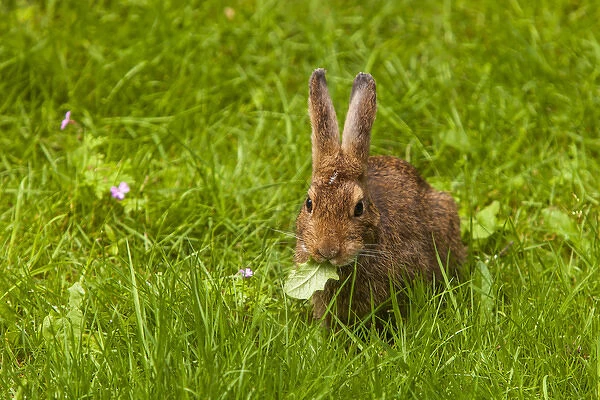Snowshoe Hare Summer Phase browsing on the grasses of the Olympic Pensinsula