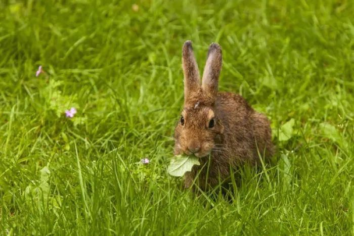 Framed Print : Snowshoe Hare Summer Phase browsing on the grasses of the Olympic Pensinsula Framed Print : Snowshoe Hare Summer Phase browsing on the grasses of the Olympic Pensinsula