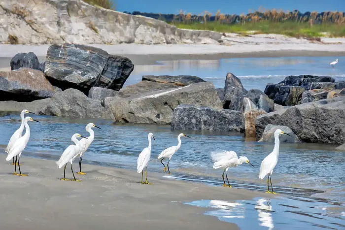 Framed Print : Snowy egret at the beach