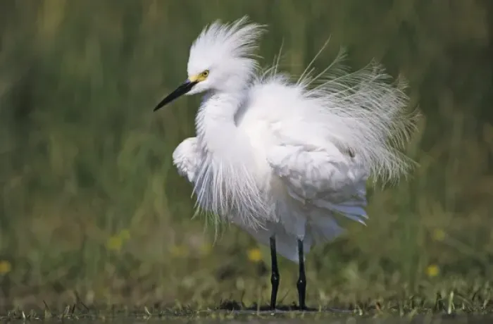 Framed Print : Snowy Egret, Egretta thula, adult preening, Lake Corpus Christi, Texas, USA, May Framed Print : Snowy Egret, Egretta thula, adult preening, Lake Corpus Christi, Texas, USA, May