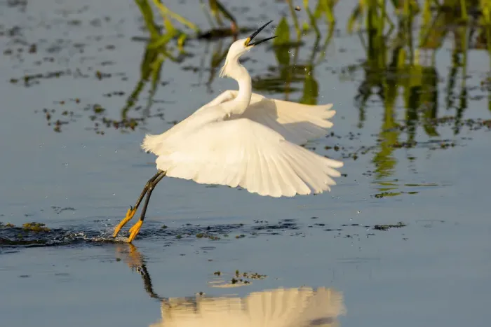 Framed Print : Snowy Egret (Egretta thula) fishing, foot dragging behavior Viera Wetlands, Brevard County Framed Print : Snowy Egret (Egretta thula) fishing, foot dragging behavior Viera Wetlands, Brevard County