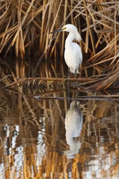 Framed Print : Snowy Egret (Egretta thula) wading in shallow, freshwater pond, hunting fish around cattails Framed Print : Snowy Egret (Egretta thula) wading in shallow, freshwater pond, hunting fish around cattails