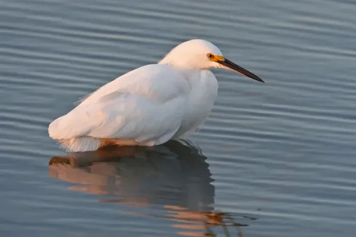 Framed Print : Snowy Egret (Egretta thula) wading in shallow bay, hunting fish, Laguna Madre, South Padre Island Framed Print : Snowy Egret (Egretta thula) wading in shallow bay, hunting fish, Laguna Madre, South Padre Island