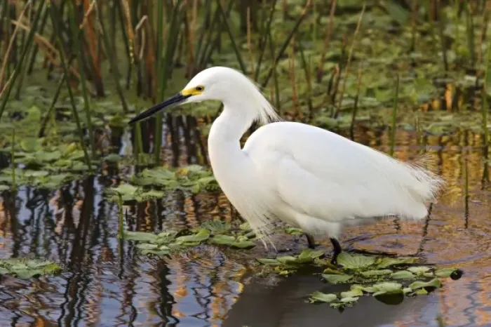Framed Print : Snowy Egret, Egretta thula, Wakodahatchee Wetlands, Delray Beach, Florida Framed Print : Snowy Egret, Egretta thula, Wakodahatchee Wetlands, Delray Beach, Florida
