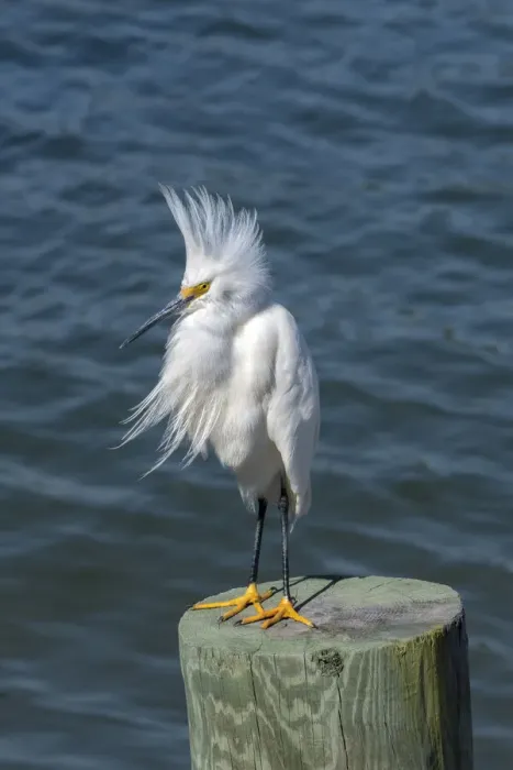 Framed Print : Snowy Egret, Florida Framed Print : Snowy Egret, Florida