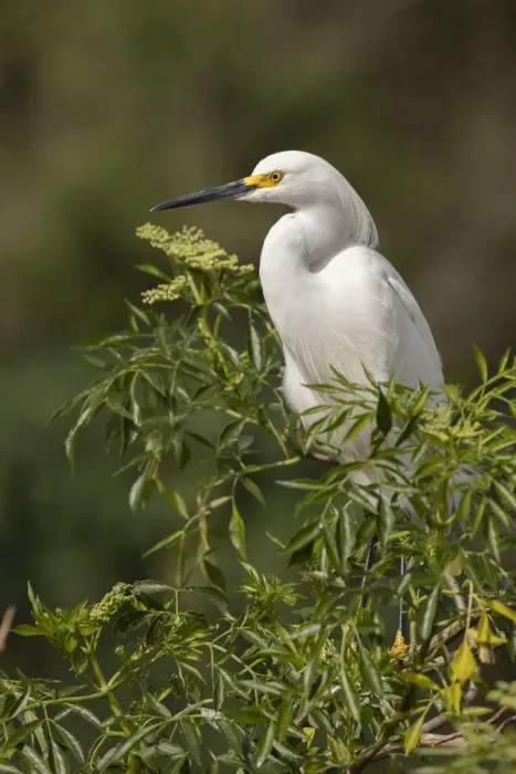 Framed Print : Snowy Egret, Florida