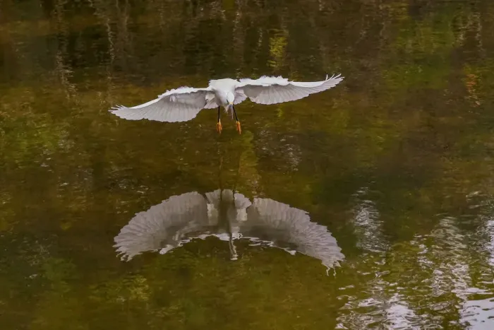 Framed Print : Snowy egret flying, Merritt Island National Wildlife Refuge, Florida Framed Print : Snowy egret flying, Merritt Island National Wildlife Refuge, Florida