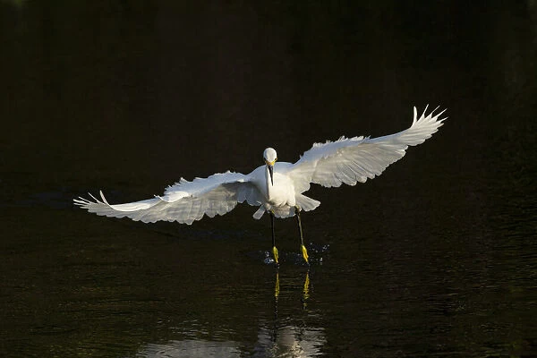 Snowy egret hunting, Green Cay Wetlands, Florida