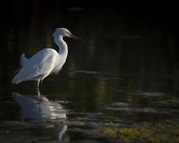 Snowy Egret hunting, Merritt Island National Wildlife Refuge, Florida