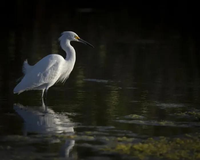 Framed Print : Snowy Egret hunting, Merritt Island National Wildlife Refuge, Florida Framed Print : Snowy Egret hunting, Merritt Island National Wildlife Refuge, Florida