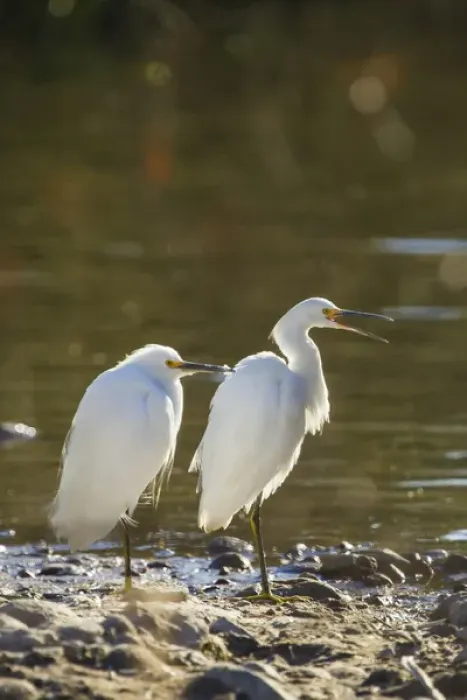 Framed Print : Snowy Egret Pair on the Shore of Lake Murray, San Diego, California Framed Print : Snowy Egret Pair on the Shore of Lake Murray, San Diego, California