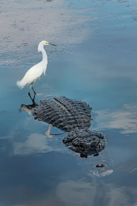 Framed Print : Snowy egret, riding on back of American alligator. Merritt Island National Wildlife Refuge, Florida