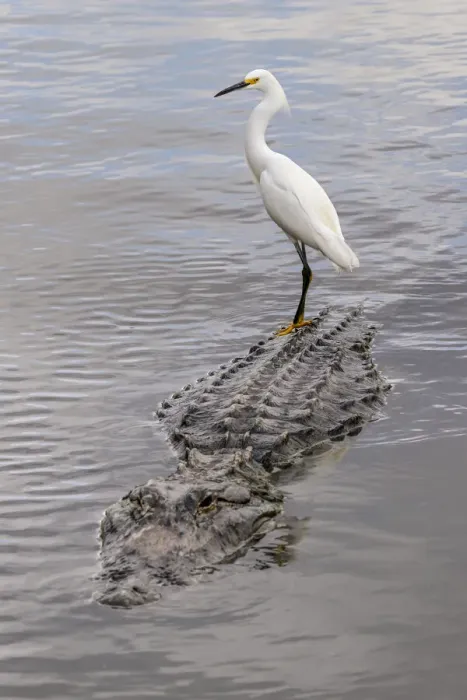 Framed Print : Snowy Egret riding on top of American alligator, Florida