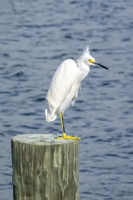 Framed Print : Snowy egret, USA