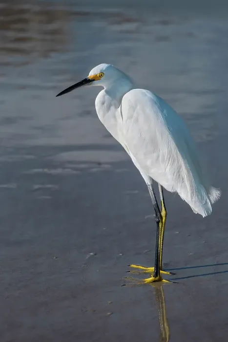 Framed Print : Snowy egret, wading
