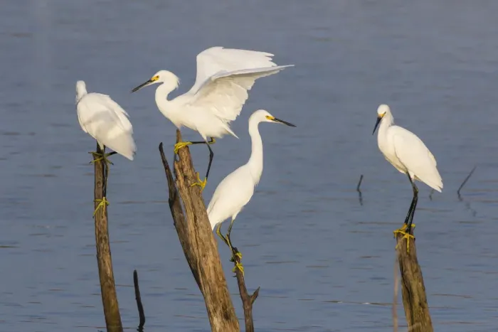 Framed Print : Snowy egrets (Egretta thula) perched Framed Print : Snowy egrets (Egretta thula) perched