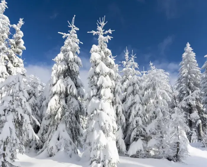 Framed Print : Snowy forest in the National Park Bavarian Forest (Bayerischer Wald) in the deep of winter Framed Print : Snowy forest in the National Park Bavarian Forest (Bayerischer Wald) in the deep of winter