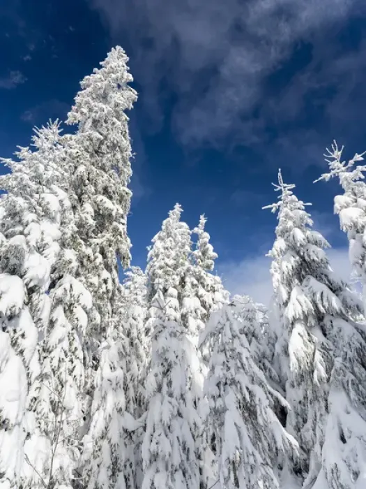 Framed Print : Snowy forest in the National Park Bavarian Forest (Bayerischer Wald) in the deep of winter Framed Print : Snowy forest in the National Park Bavarian Forest (Bayerischer Wald) in the deep of winter