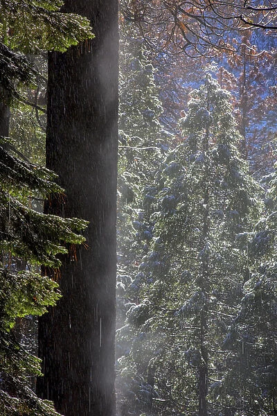 Snowy Mist in the Forest. Valley Floor. Yosemite National Park. California