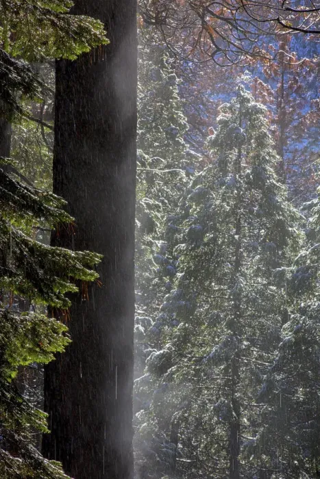 Framed Print : Snowy Mist in the Forest. Valley Floor. Yosemite National Park. California Framed Print : Snowy Mist in the Forest. Valley Floor. Yosemite National Park. California