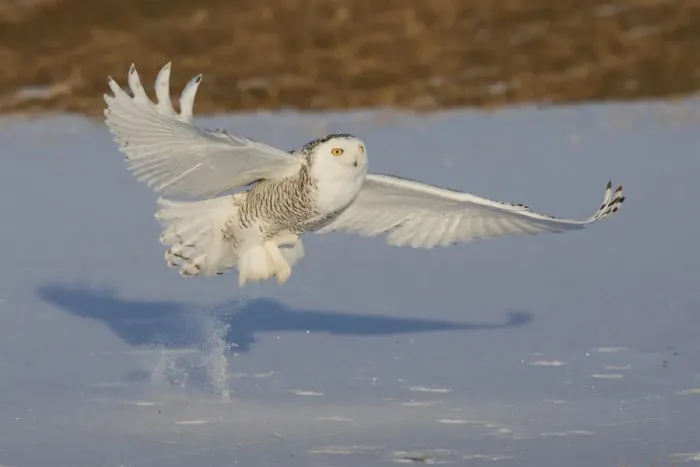 Framed Print : Snowy Owl catching meal Framed Print : Snowy Owl catching meal