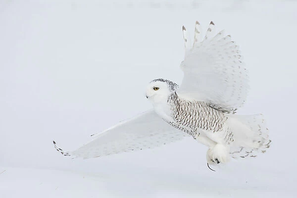 Snowy owl catching a meal