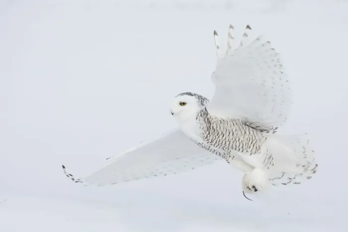 Framed Print : Snowy owl catching a meal Framed Print : Snowy owl catching a meal