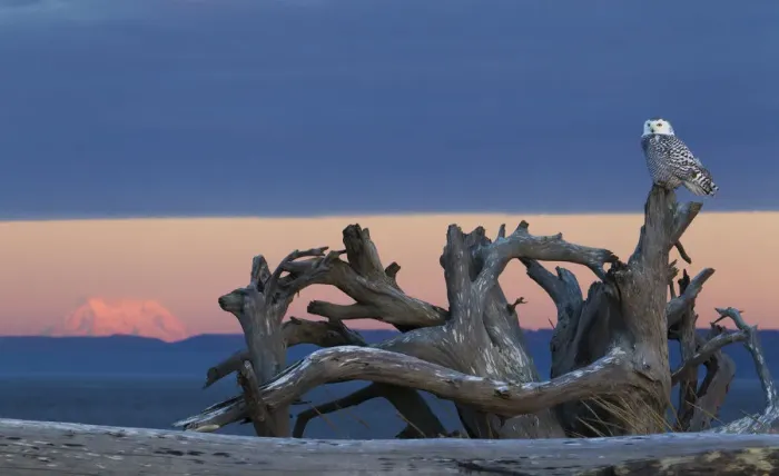 Framed Print : Snowy Owl at Dusk; Glowing Mount Rainier