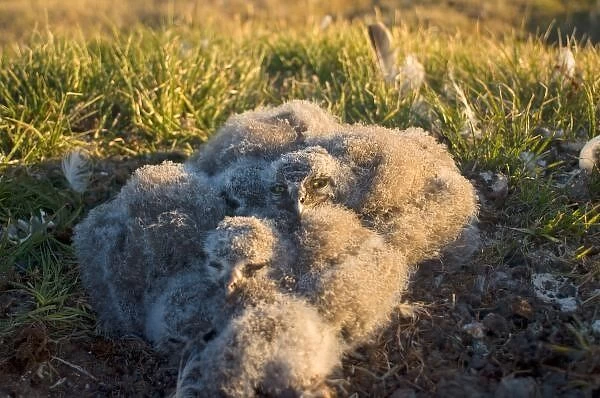 Snowy owl nest in Arctic Alaska