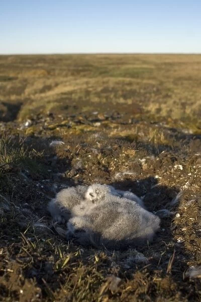 snowy owl, Nycttea scandiaca, chicks in their nest, National Petroleum Reserves, outside Barrow