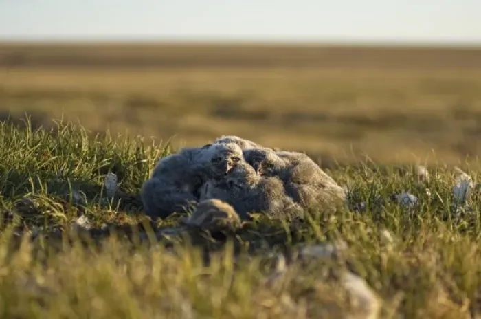 Framed Print : snowy owl, Nycttea scandiaca, chicks in their nest, National Petroleum Reserves, outside Barrow Framed Print : snowy owl, Nycttea scandiaca, chicks in their nest, National Petroleum Reserves, outside Barrow