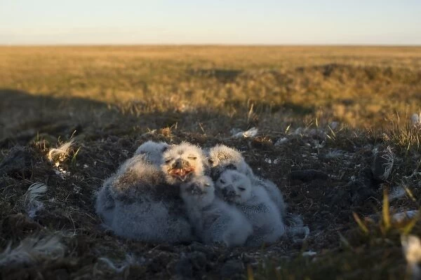 snowy owl, Nycttea scandiaca, chicks in their nest, National Petroleum Reserves, outside Barrow