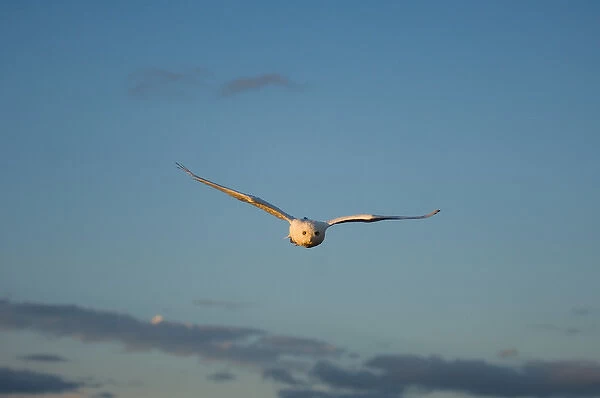 snowy owl, Nycttea scandiaca, in flight over the National Petroleum Reserves, outside Barrow
