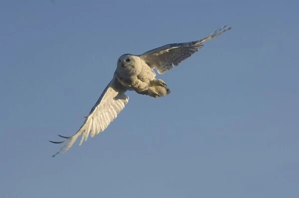 snowy owl, Nycttea scandiaca, in flight over the National Petroleum Reserves, outside Point Barrow