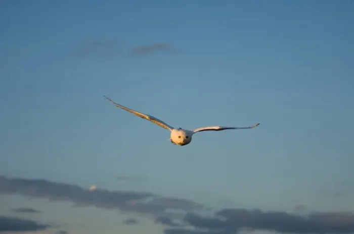 Framed Print : snowy owl, Nycttea scandiaca, in flight over the National Petroleum Reserves, outside Barrow