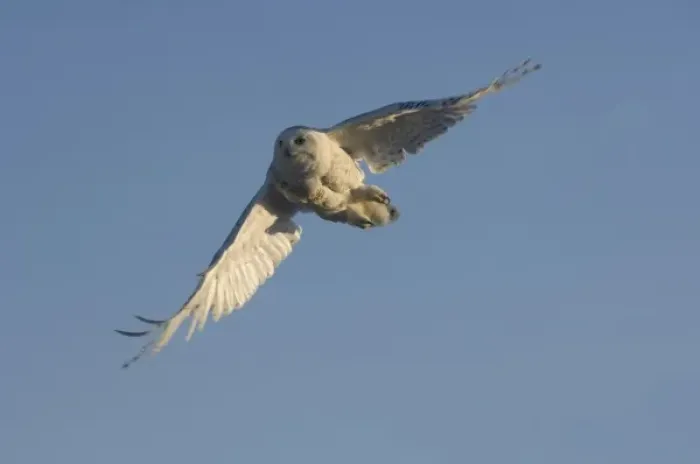 Framed Print : snowy owl, Nycttea scandiaca, in flight over the National Petroleum Reserves, outside Point Barrow Framed Print : snowy owl, Nycttea scandiaca, in flight over the National Petroleum Reserves, outside Point Barrow