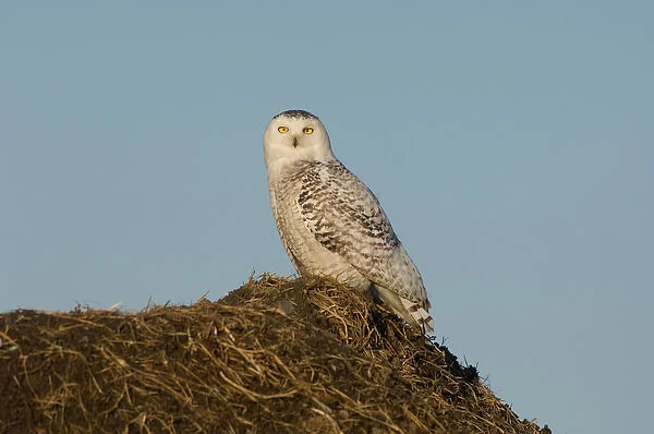 snowy owl, Nycttea scandiaca, on the tundra in the National Petroleum Reserves, outside