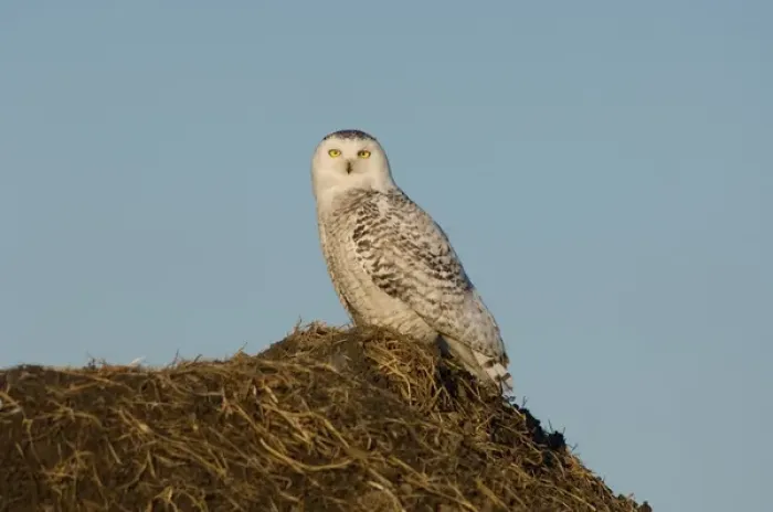 Framed Print : snowy owl, Nycttea scandiaca, on the tundra in the National Petroleum Reserves, outside