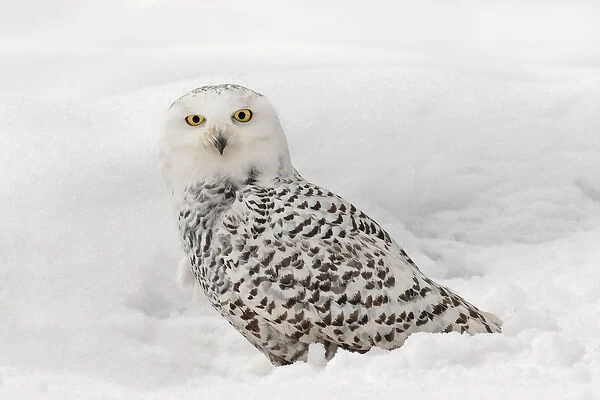 Snowy Owl on snow, (Captive) Montana Bubo scandiacus